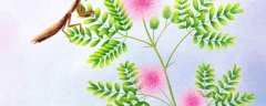含羞草怎么浇水