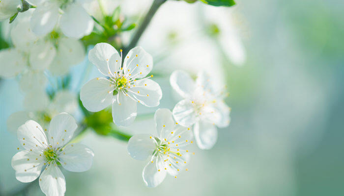 荼靡花花语 荼靡花花语