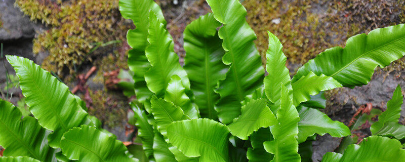 蕨类植物属于什么植物 蕨类植物属于什么植物