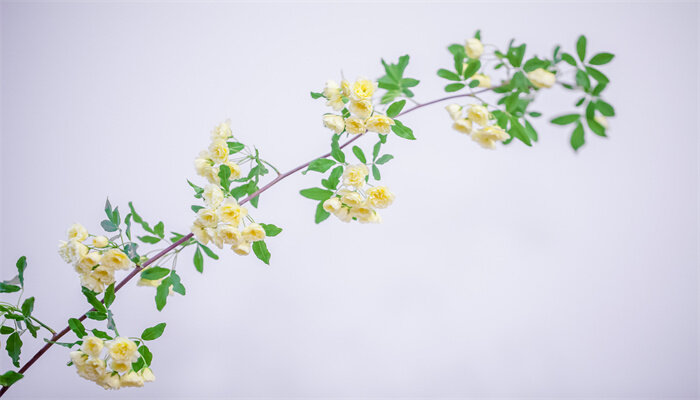 黄木香花为什么不能种 黄木香花为什么不能种
