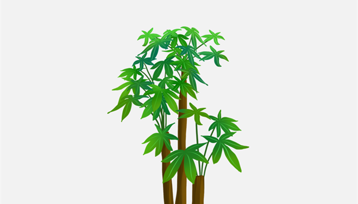 发财树冬天叶子都枯萎了还能活吗 发财树冬天叶子都枯萎了还能活吗
