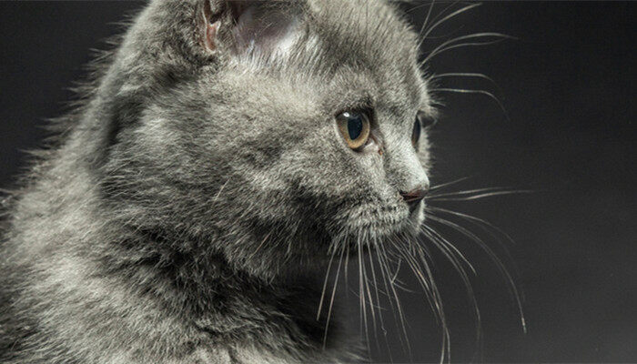 猫草怎么种植方法视频 猫草怎么种植方法视频
