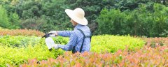 氯氟吡氧乙酸对玉米安全吗