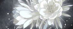 假昙花夏天能不能浇水