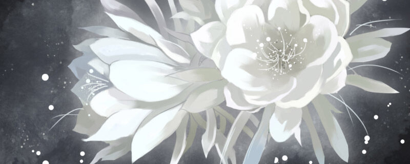 假昙花夏天能不能浇水 假昙花夏天能不能浇水