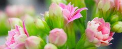 什么的枝条上开满了什么的花
