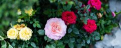 月季花期
