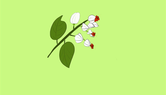龙吐珠图片 龙吐珠图片