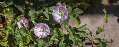 园林绿化常用花卉20种
