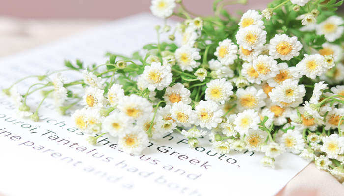 雏菊的花语是什么 雏菊的花语是什么