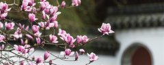 玉兰花花语是什么