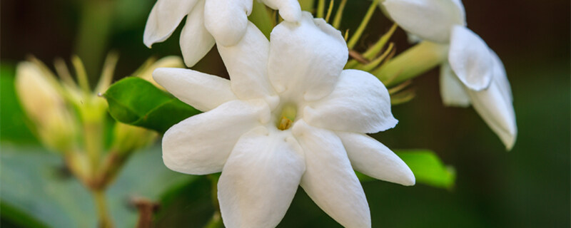 茉莉花用什么花盆 茉莉花用什么花盆
