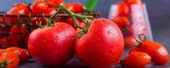 西红柿从开花到果实成熟多少天