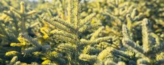 松树是什么植物