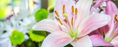 百合花种类