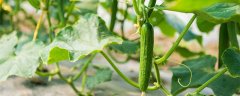 夏收是几月份