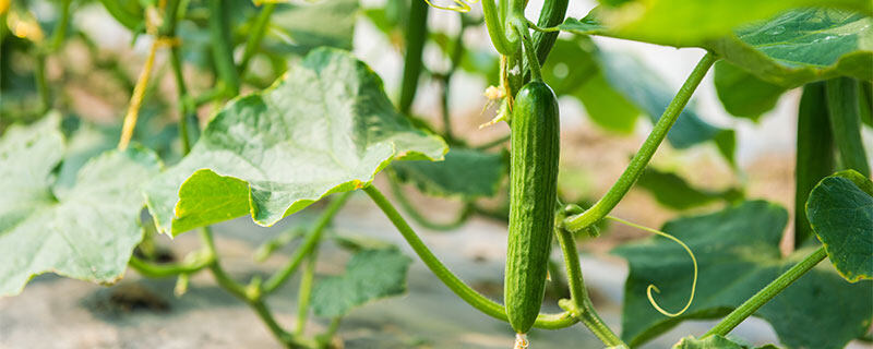 夏收是几月份 夏收是几月份