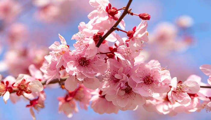 梅花代表什么 梅花代表什么