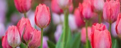 郁金香发芽到开花要多久