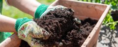新鲜豆渣泡水沤肥要几天
