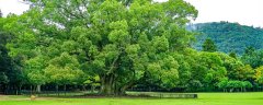 动森果树种植间距