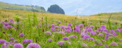 韭菜11月份可以种植吗
