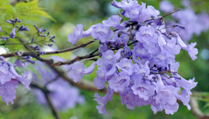 蓝花楹适合在哪里种植 蓝花楹适合在哪里种植