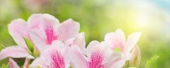 杜鹃花放在客厅好吗