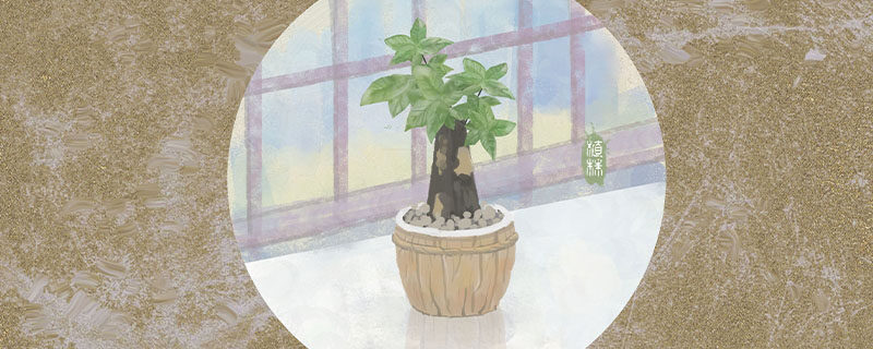 不喜光的室内盆栽花卉 不喜光的室内盆栽花卉