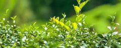 植物吸收水和无机盐的主要部位是