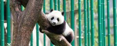 怎么爬树
