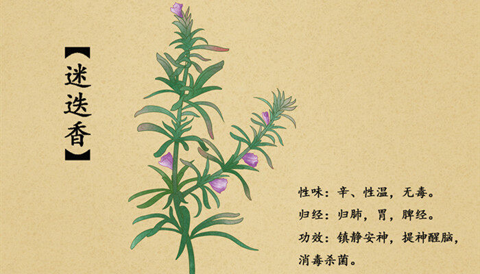 迷迭香是什么