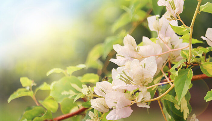 蓝桉的花语是什么意思 蓝桉的花语是什么意思