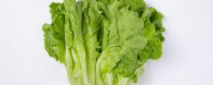球生菜和普通生菜区别