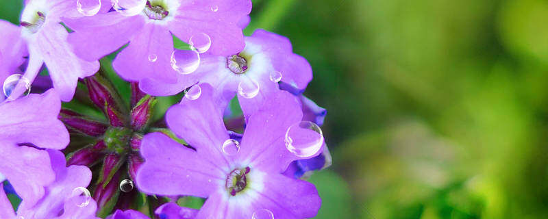 蠏爪兰花怎样养 蠏爪兰花怎样养