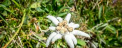 雪绒花是什么花