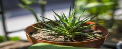 芦荟耐寒吗