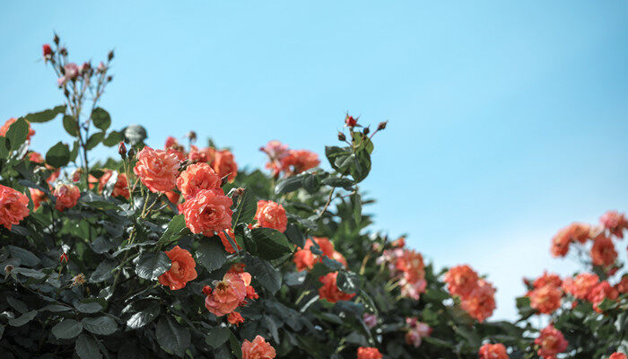 月季花语象征与寓意 月季花语象征与寓意