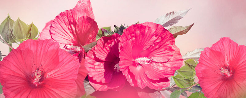 金边瑞香花苞一碰就掉 金边瑞香花苞一碰就掉