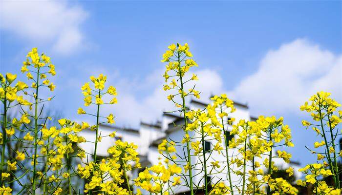 四川油菜花几月份开花 四川油菜花几月份开花