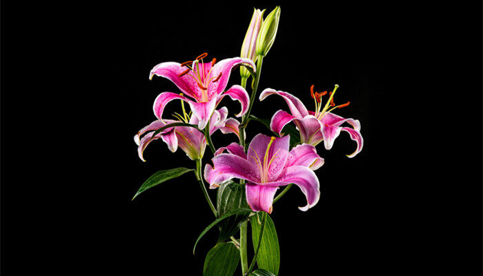 百合花有几种颜色? 百合花有几种颜色?