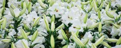 白合花怎么养?