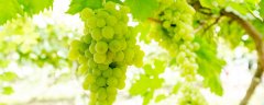 什么是变态茎?它可以分为哪几种?