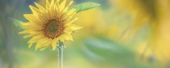 太阳花的花语和寓意
