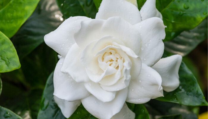 栀子花水插 栀子花水插