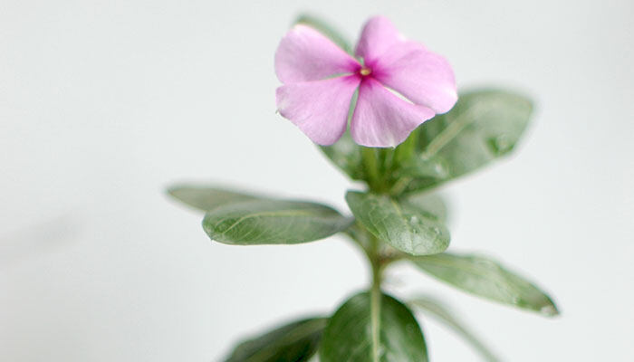 四季梅怎么修剪开花多 四季梅怎么修剪开花多
