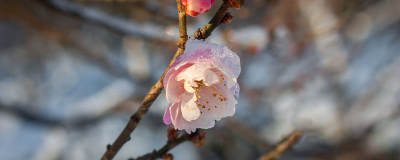 腊梅花的味道