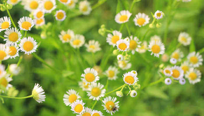 野菊花长什么样 野菊花长什么样