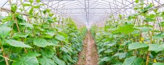 生活中有什么植物是变态茎