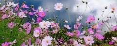 格桑花是什么意思,代表什么